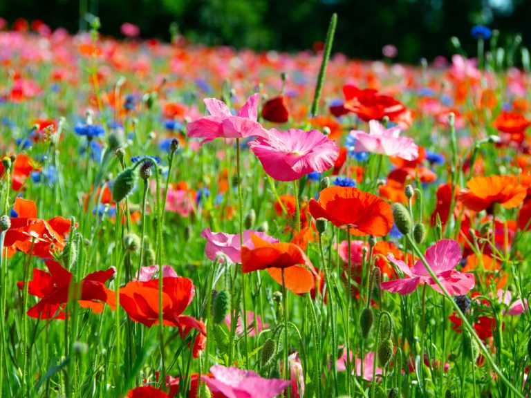 ¿Quieres flores en tu jardín todo el año? Pruebe estos consejos.