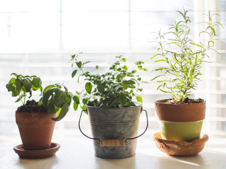 Huerto de plantas aromáticas: Nuestra guía de 4 pasos: ¿Cómo empezar un pequeño jardín de hierbas?