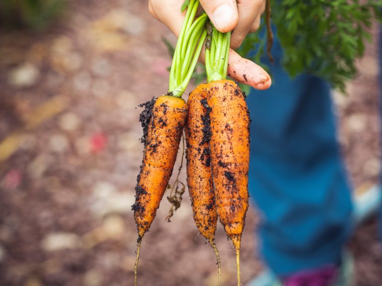 Consejos de jardinería para cultivar mejores alimentos orgánicos